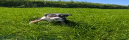 Border Collie dogs for sale: Cracking Litter of Tri Coloured Collies For Sale - Advert 5