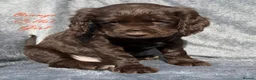 Cocker Spaniel dogs for sale: Gorgeous KC reg Cocker Spaniel pups (working type) - Advert 6