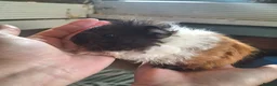 Guinea Pig rodents for sale: 8 weeks old  baby Guinea pigs  ready   - Advert 1