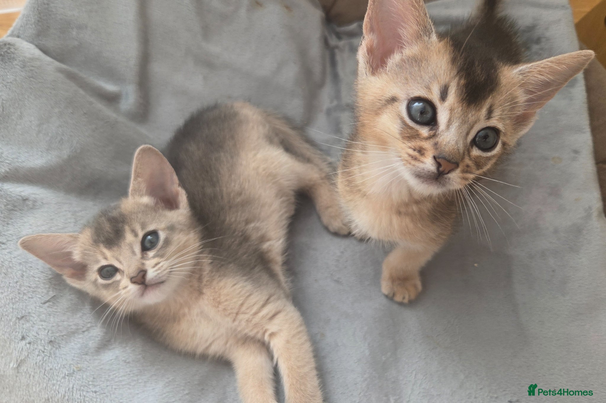Abyssinian cats 2 Adorable Abyssinian kittens - TICA registered❤️ - Advert 2