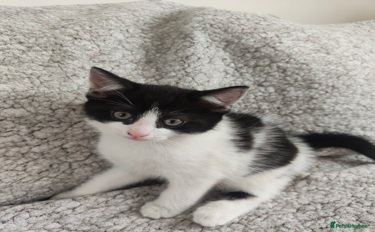 Mixed Breed cats - Advert 18
