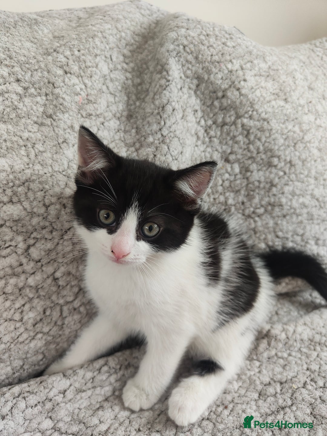 Mixed Breed cats for sale: Beautiful kitten is waiting for family  - Image 1