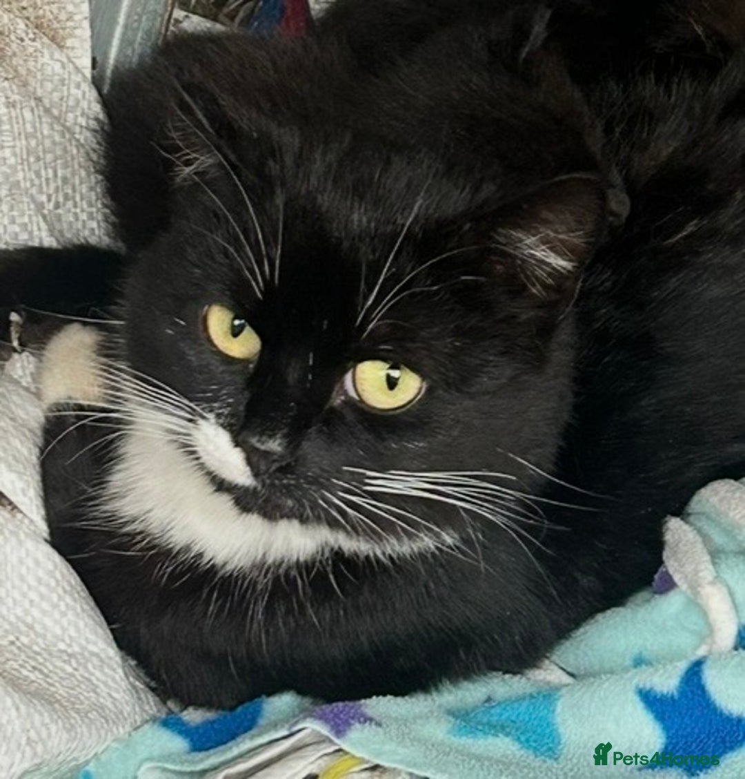 Mixed Breed cats for sale: Beautiful kittens - Advert 4