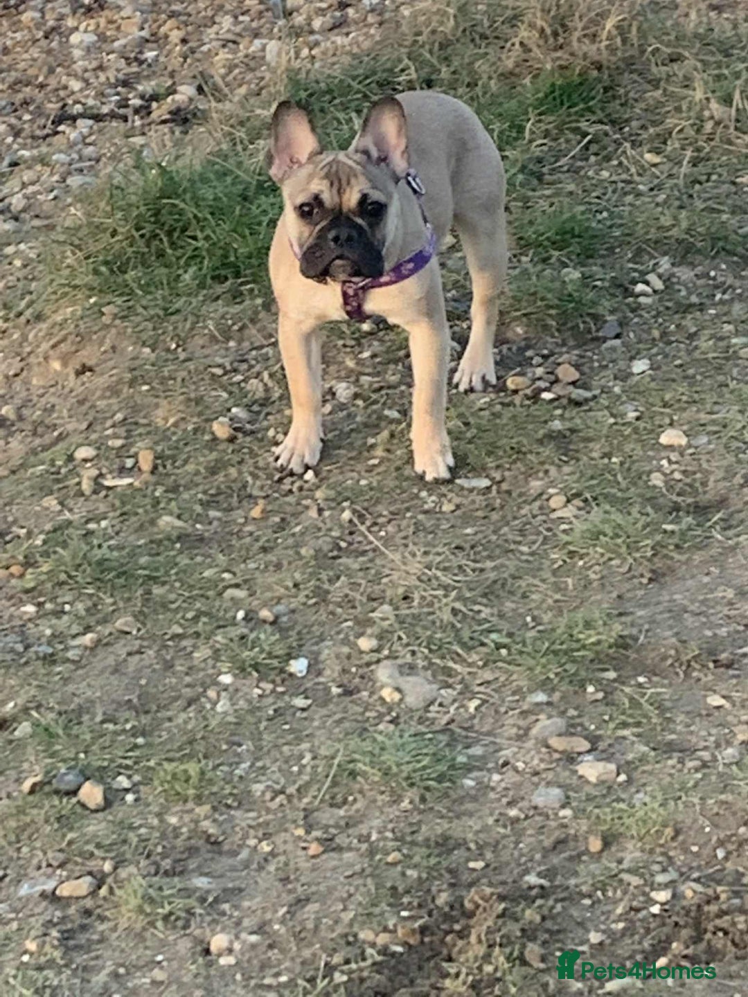 French Bulldog dogs for sale: Female French bulldog  - Image 1