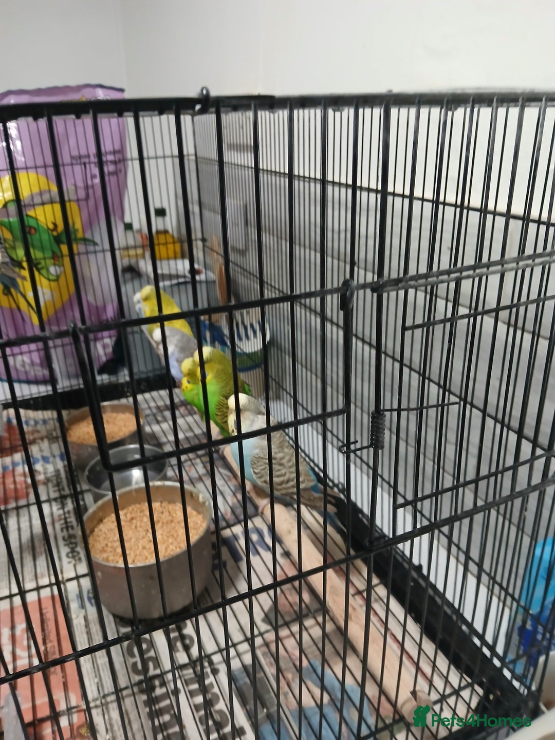 Budgerigars birds for sale: Budgees  - Image 2