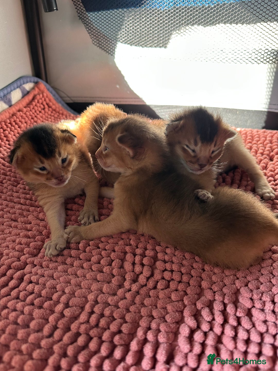 Abyssinian cats for sale: Tica reg. Abyssinian kittens  - Image 4