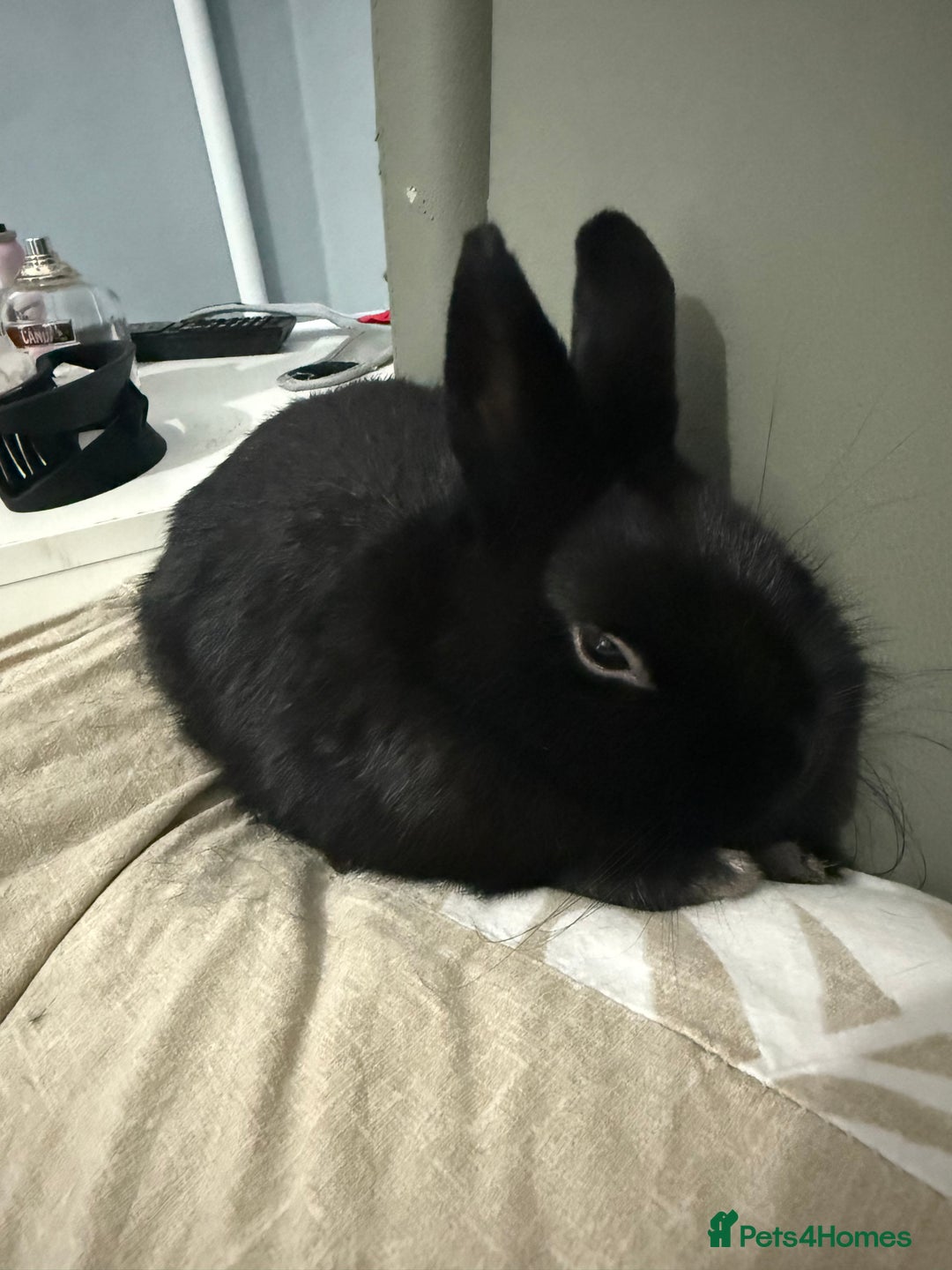 Netherland Dwarf rabbits for sale: Bolt  - Advert 2