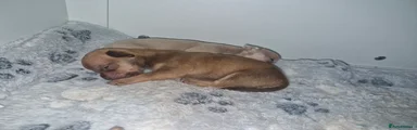 Chihuahua 4