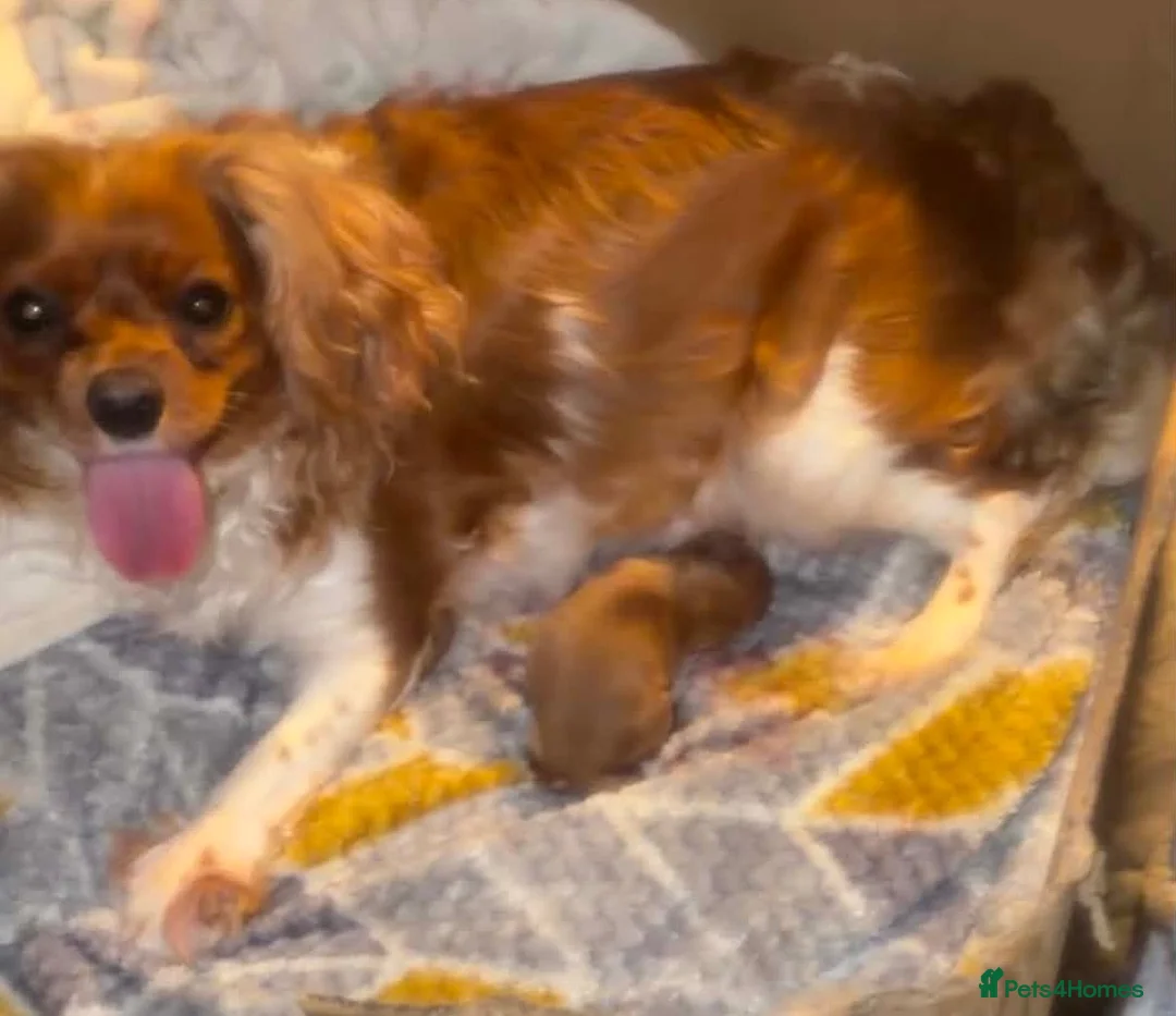Cavapoo dogs for sale: 3 Beautiful Cavapoo Puppies - Advert 11