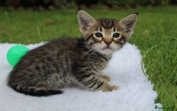 Savannah cats for sale: Stunning Savannahx Maine coons - Image 20