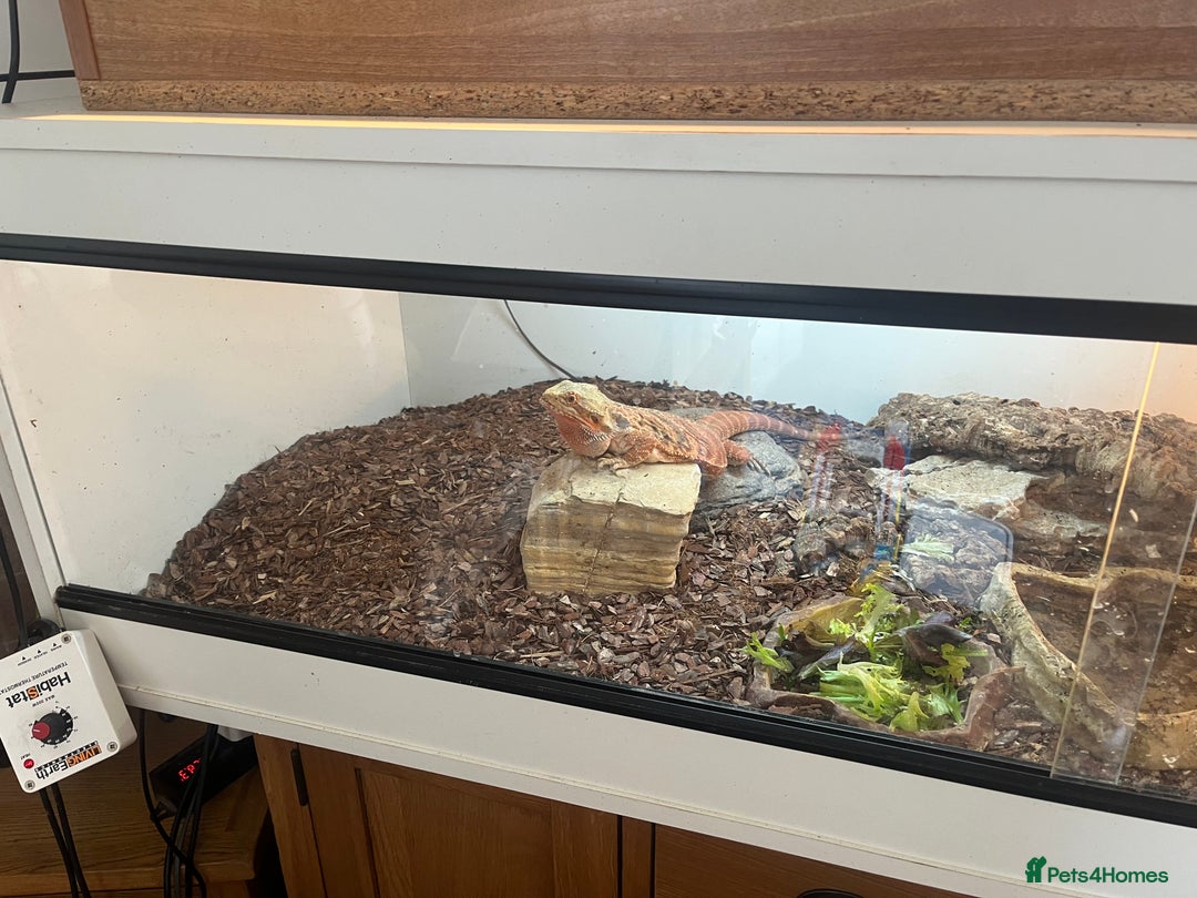 Bearded Dragon reptiles for sale: Red bearded dragon female with Viv and set up  - Image 5
