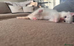 Ragdoll cats for sale: Ragdoll Kittens  - Image 28
