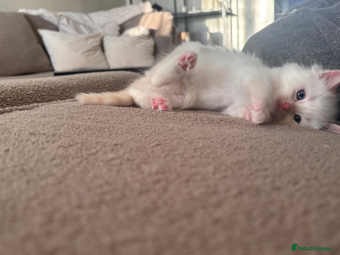 Ragdoll cats for sale: Ragdoll Kittens  - Image 28