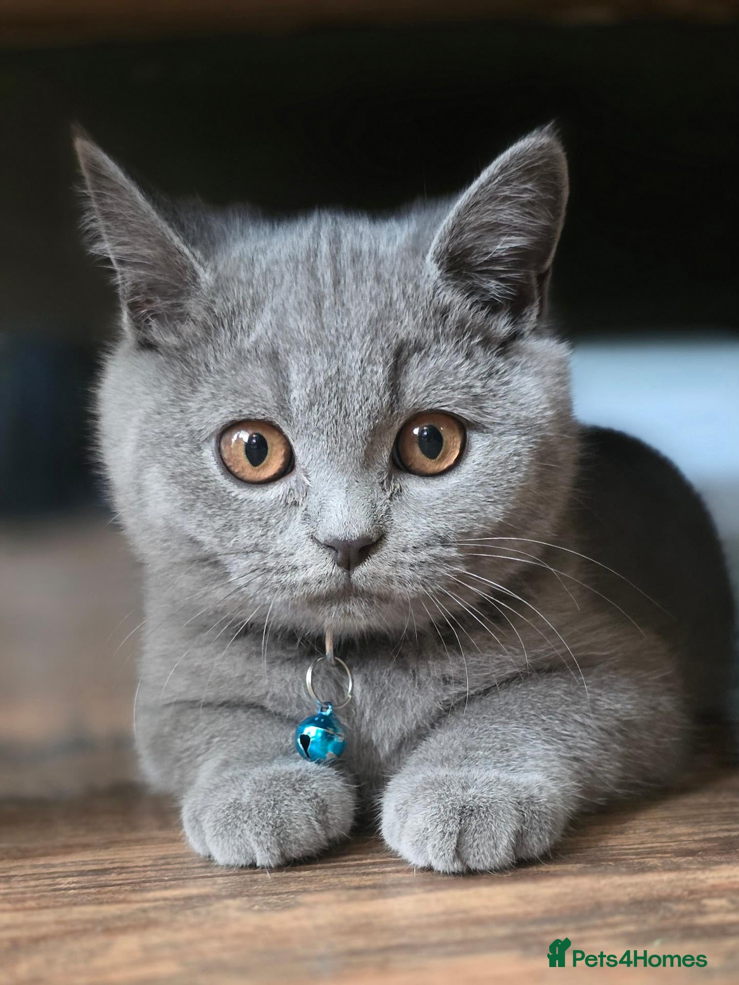 British Shorthair cats BLUE BSH last boy and girl READY  - Advert 20
