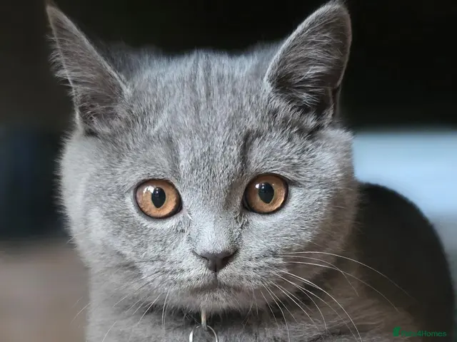 British Shorthair cats BLUE BSH last boy and girl READY - Advert 20
