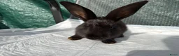 Mixed Breed rabbits for sale: Continental giant X - Advert 9