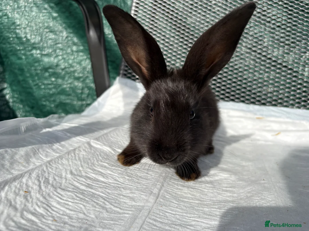 Mixed Breed rabbits for sale: Continental giant X - Advert 9