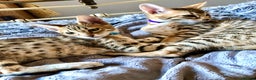 Savannah cats for sale: Beautiful full pedigree savannah kittens  - Advert 24
