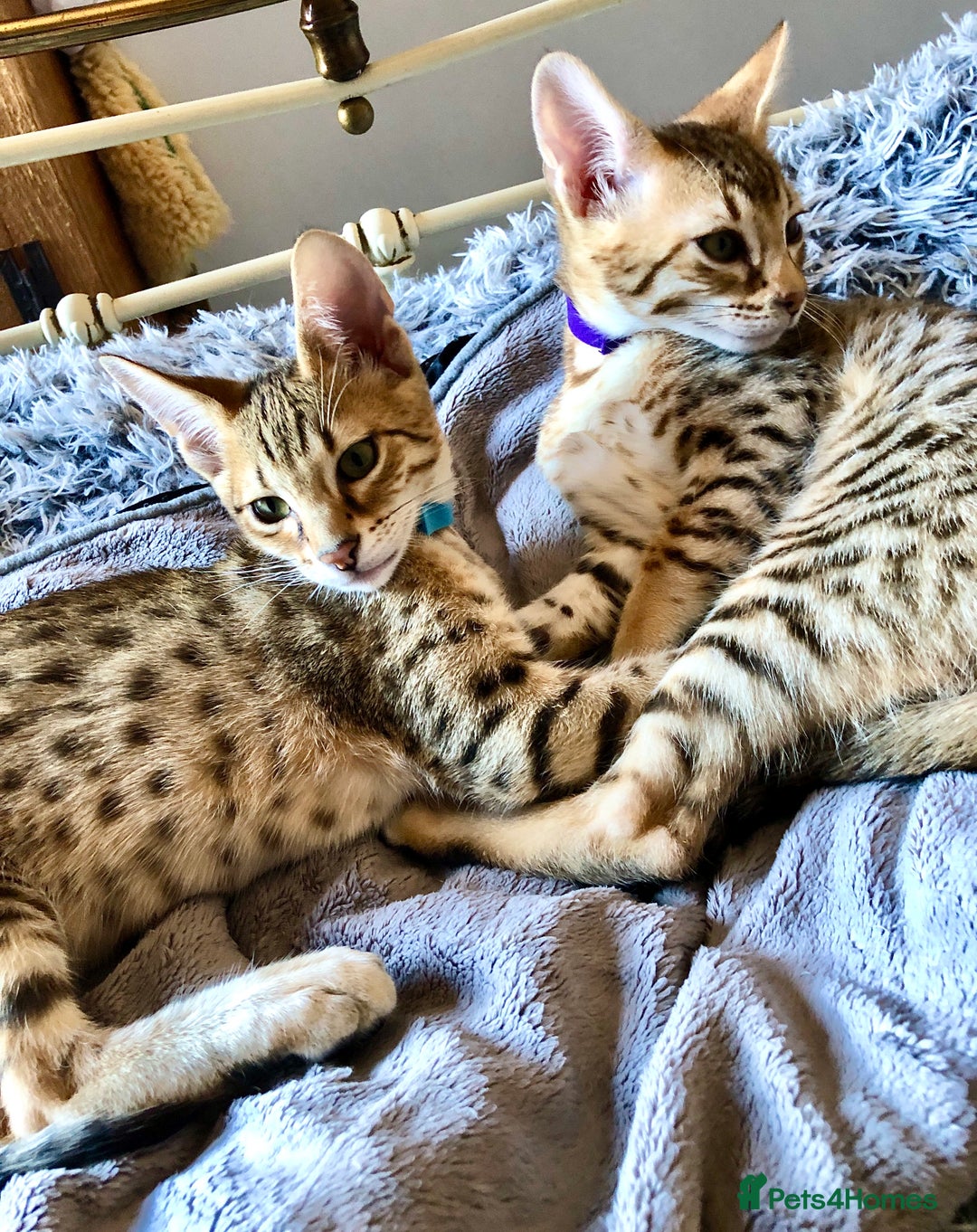 Savannah cats for sale: Beautiful full pedigree savannah kittens  - Advert 24