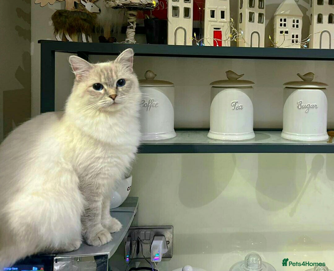 Ragdoll cats for sale: 🩵Pure Ragdoll Kittens Ready to be Reserved🩷 - Advert 8