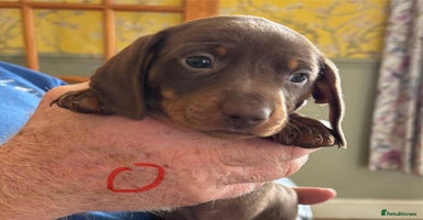 Miniature Dachshund dogs - Advert 16