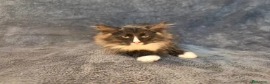 Siberian 5