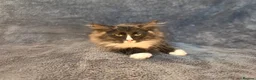 Siberian cats for sale: Siberian babies looking for their fureva homes - Advert 11