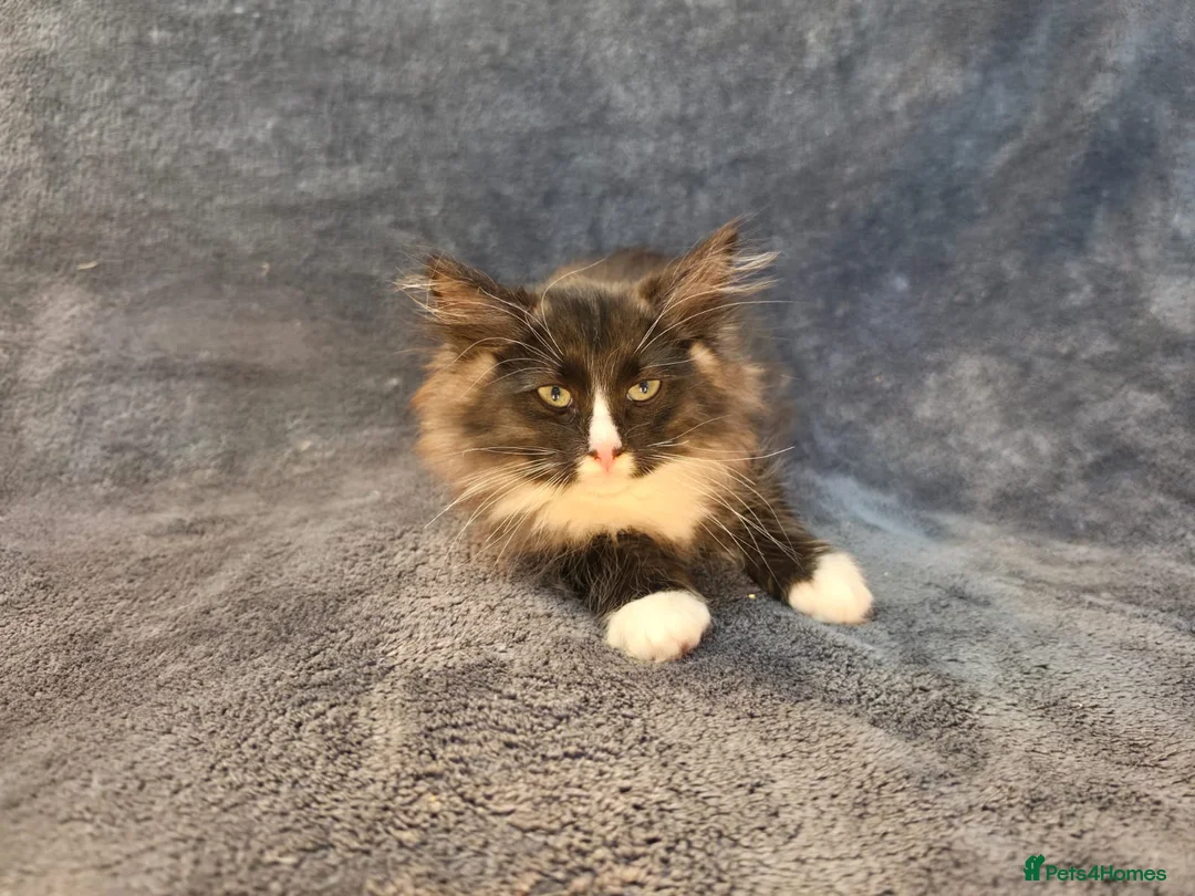 Siberian cats for sale: Siberian babies looking for their fureva homes - Advert 11