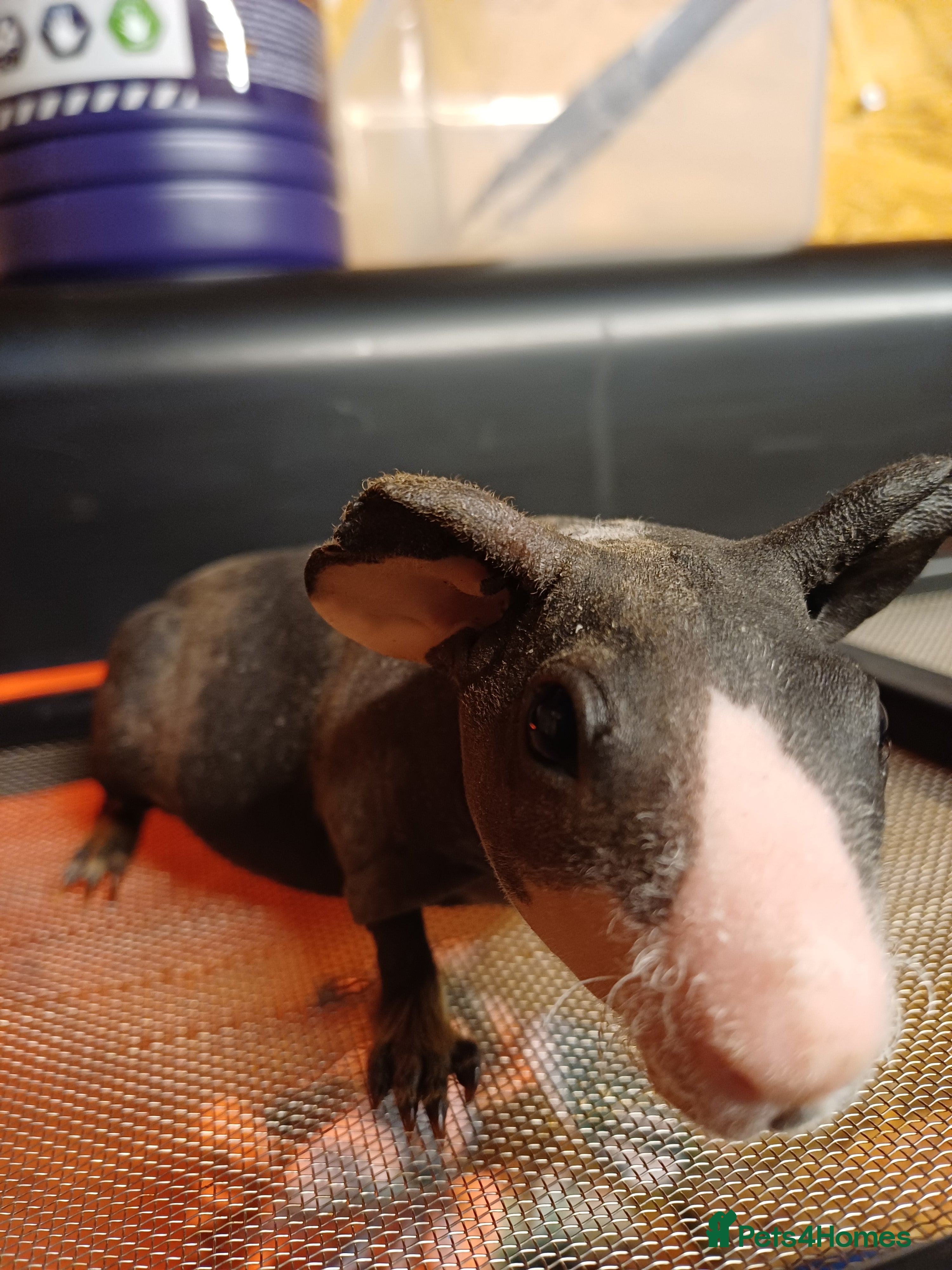 Guinea Pig rodents 2  baby male Skinny pigs. Brothers - Advert 1