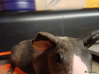 Guinea Pig rodents 2 baby male Skinny pigs. Brothers - Advert 1