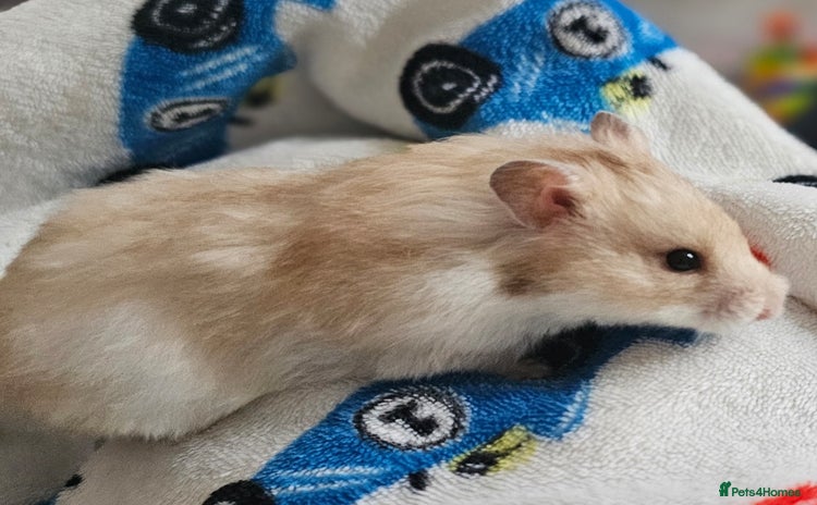 Hamster rodents - Advert 5