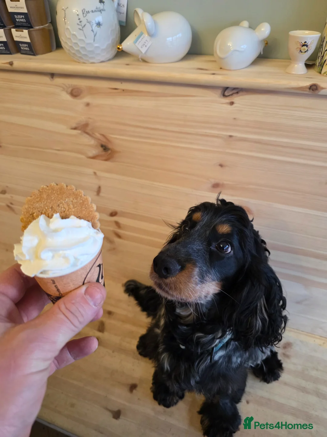 Cocker Spaniel dogs for sale: Last 2 boys ready to leave this weekend - Advert 9