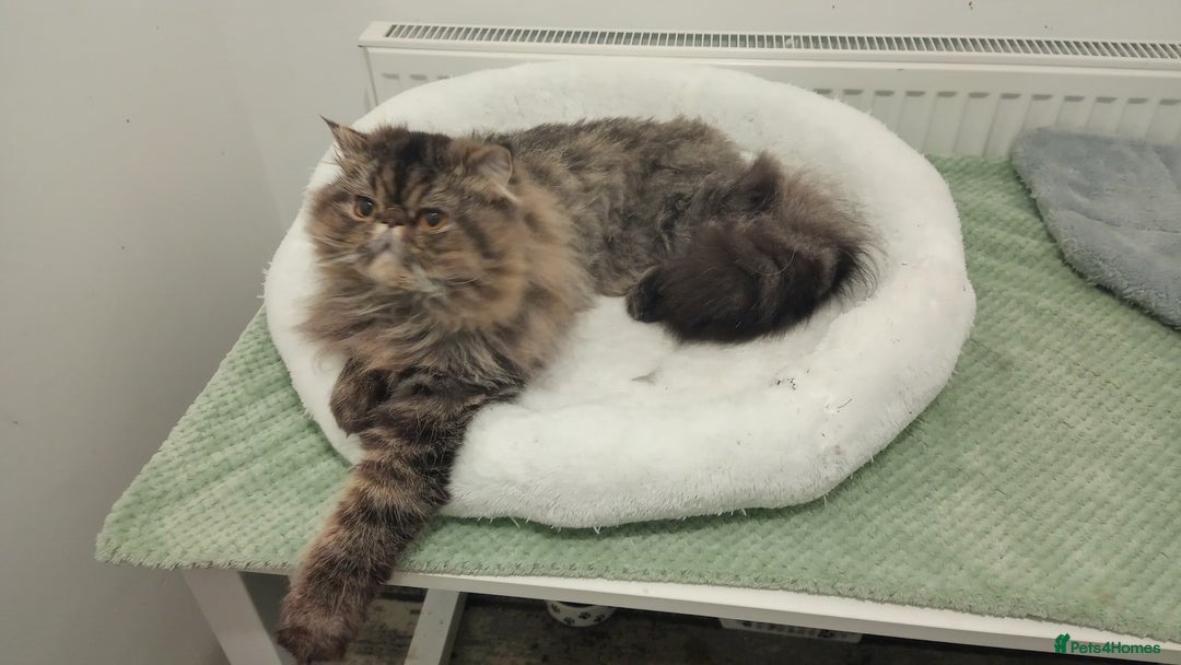 Persian cats for sale: Lovely boy rehoming  - Image 15
