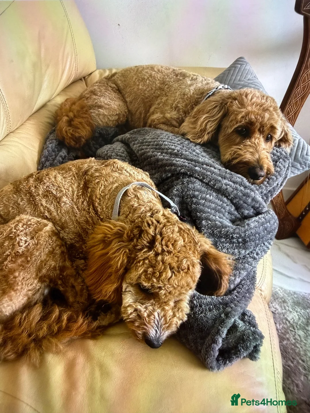 Cockapoo dogs for sale: Cockapoo puppies  - Advert 2