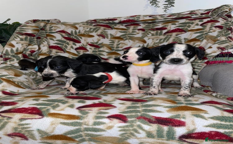 Mixed Breed dogs Whipper Spaniels ❤️ - Advert 15