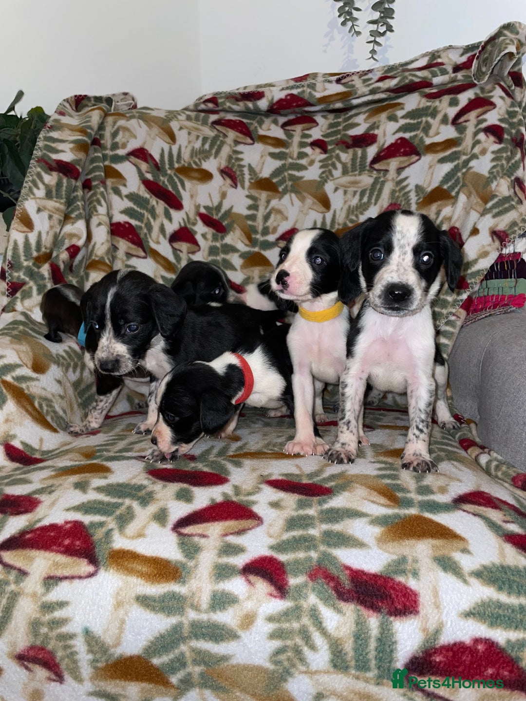 Mixed Breed dogs for sale: Whipper Spaniels ❤️ - Advert 1