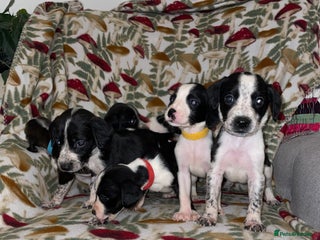 Mixed Breed dogs Whipper Spaniels ❤️ - Advert 1