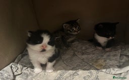 Scottish Fold cats for sale: Scottish fold (half) - Image 7