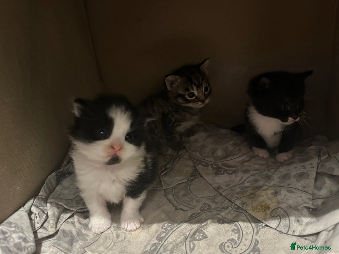 Scottish Fold cats for sale: Scottish fold (half) - Image 7