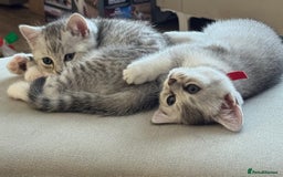 British Shorthair cats for sale: British shorthair x kittens for sale - Image 6