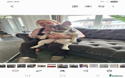 French Bulldog dogs for sale: Tracy geldart - Advert 2