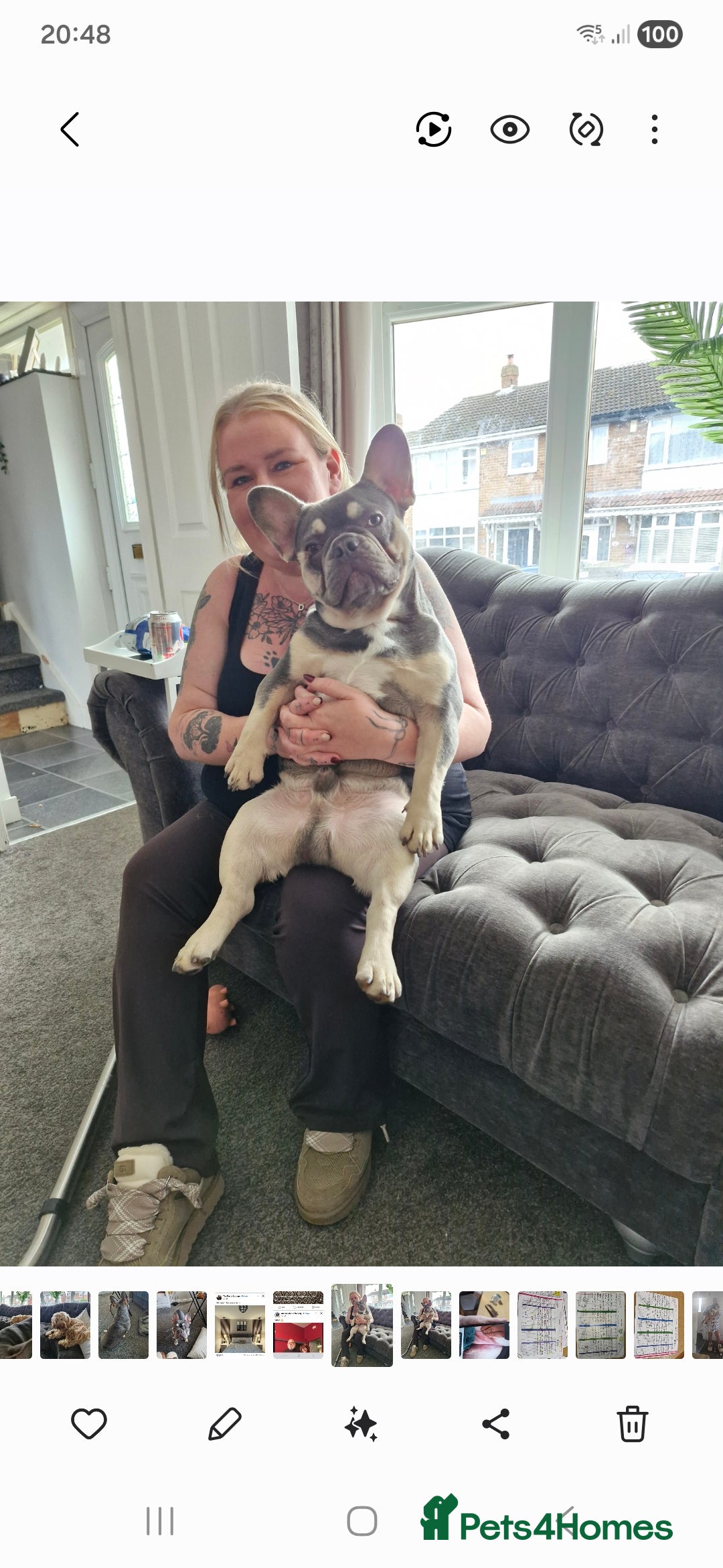 French Bulldog dogs for sale: Tracy geldart - Advert 2
