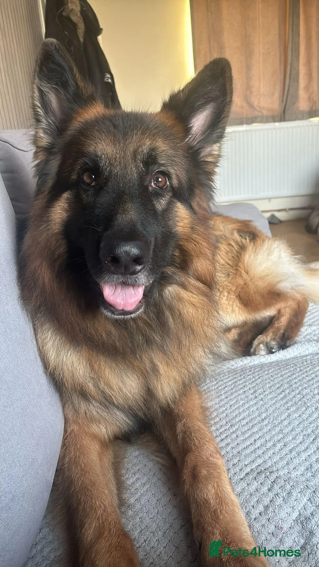 German Shepherd dogs for stud: German shepherd for stud.  in Wrexham - Advert 3