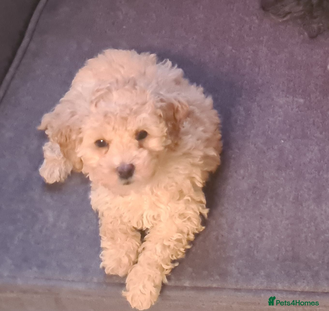 Poochon dogs Phantom boy and dinky red girl ready to leave  - Advert 1