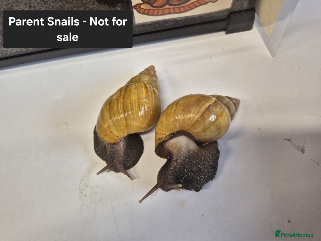 Snails invertebrates for sale: Giant Land Snail Babies - Image 20