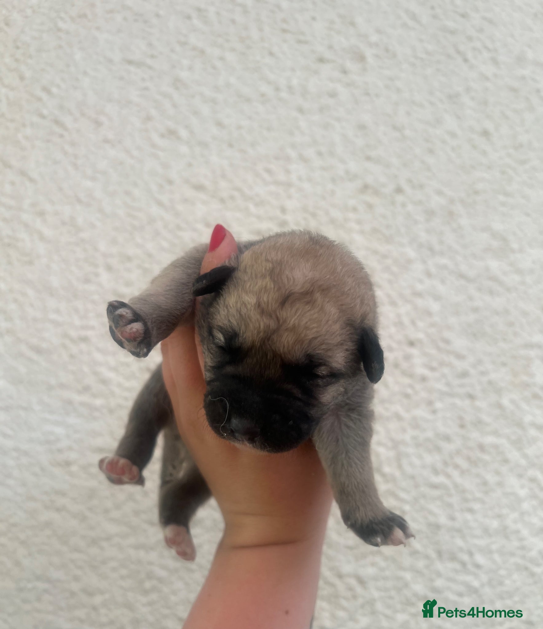 Mixed Breed dogs for sale: 7 beautiful Malkita x puppies with unique colours  - Advert 12