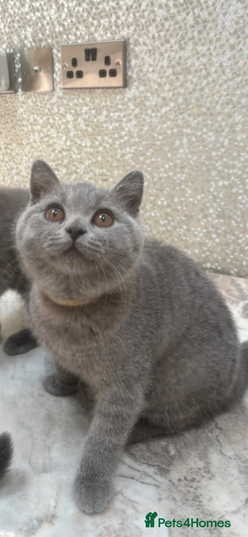 British Shorthair cats Gorgeous Adorable British Short Hair kittens - Advert 2