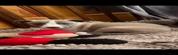Whippet dogs for sale: NEW KIDS ON THE BLOCK /STUNNING  RKC LITTER  - Advert 31