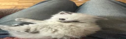 Ragdoll cats for sale: Sweet little blue point kitten - Advert 3