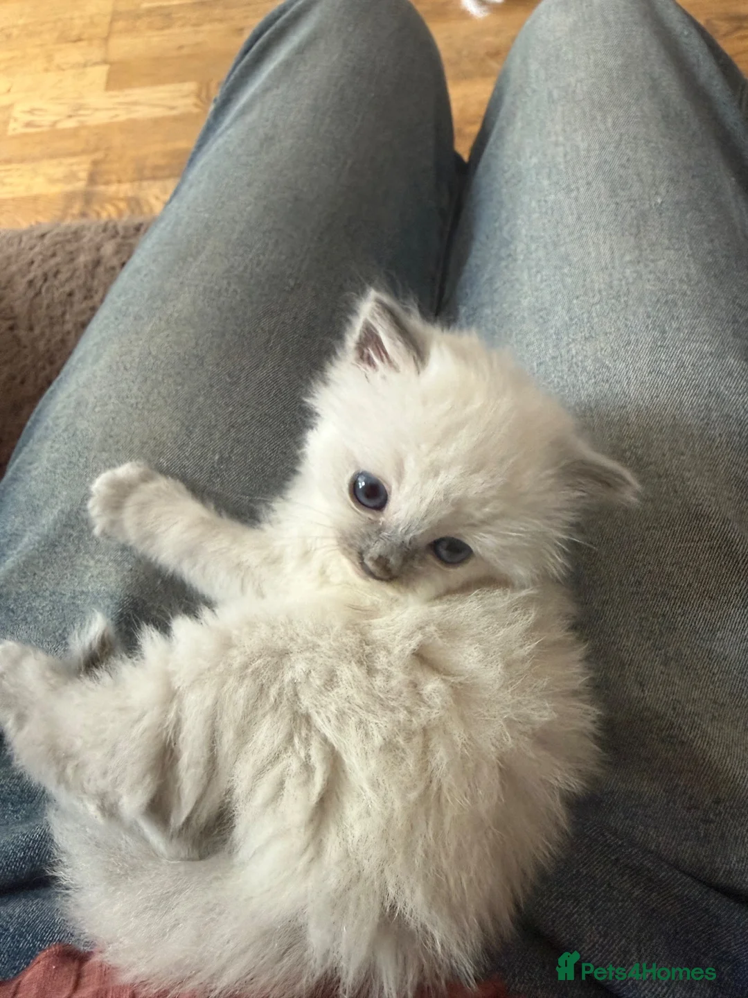 Ragdoll cats for sale: Sweet little blue point kitten - Advert 3